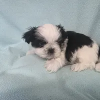 Raggs MC# 4933, a male Shih Tzu for sale in Shelbyville, IN – Photo 8 of 8