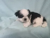 Raggs MC# 4933, a male Shih Tzu for sale in Shelbyville, IN – Photo 8 of 8