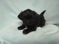 Sandi MC#1226, a female Shichon for sale in Shelbyville, IN – Photo 7 of 9