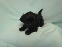 Sandi MC#1226, a female Shichon for sale in Shelbyville, IN – Photo 6 of 9