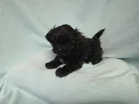 Sandi MC#1226, a female Shichon for sale in Shelbyville, IN – Photo 5 of 9