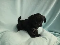 Sandi MC#1226, a female Shichon for sale in Shelbyville, IN – Photo 2 of 9