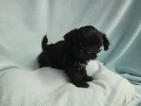 Sandi MC#1226, a female Shichon for sale in Shelbyville, IN – Photo 3 of 9