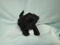 Sandi MC#1226, a female Shichon for sale in Shelbyville, IN – Photo 9 of 9