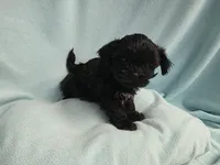 Sandi MC#1226, a female Shichon for sale in Shelbyville, IN – Photo 4 of 9