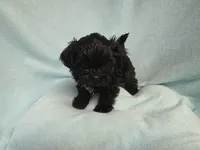 Sandi MC#1226, a female Shichon for sale in Shelbyville, IN – Photo 8 of 9