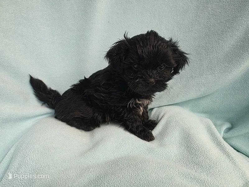 Sandi MC#1226 – Shichon puppy for sale in Shelbyville, IN