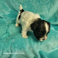 Ump MC#048, a male Shichon for sale in Shelbyville, IN – Photo 7 of 8