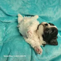 Ump MC#048, a male Shichon for sale in Shelbyville, IN – Photo 4 of 8