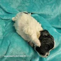 Ump MC#048, a male Shichon for sale in Shelbyville, IN – Photo 3 of 8