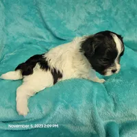 Ump MC#048, a male Shichon for sale in Shelbyville, IN – Photo 1 of 8