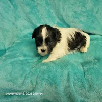 Ump MC#048, a male Shichon for sale in Shelbyville, IN – Photo 2 of 8