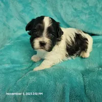 Ump MC#048, a male Shichon for sale in Shelbyville, IN – Photo 6 of 8