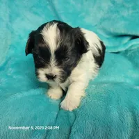 Ump MC#048, a male Shichon for sale in Shelbyville, IN – Photo 5 of 8