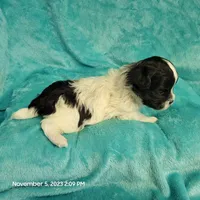 Ump MC#048, a male Shichon for sale in Shelbyville, IN – Photo 8 of 8