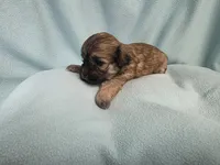 Marley MC# 4322, a female Shichon for sale in Shelbyville, IN – 1 of 8