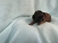 Cani MC#4709, a female Shih Tzu for sale in Shelbyville, IN – Photo 2 of 10