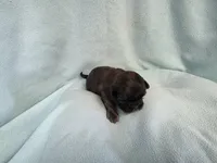 Cani MC#4709, a female Shih Tzu for sale in Shelbyville, IN – Photo 5 of 10