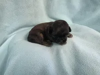 Cani MC#4709, a female Shih Tzu for sale in Shelbyville, IN – Photo 3 of 10