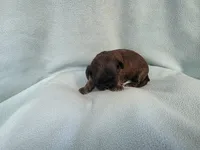 Cani MC#4709, a female Shih Tzu for sale in Shelbyville, IN – Photo 10 of 10