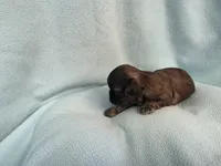 Cani MC#4709, a female Shih Tzu for sale in Shelbyville, IN – Photo 1 of 10