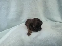 Cani MC#4709, a female Shih Tzu for sale in Shelbyville, IN – Photo 6 of 10