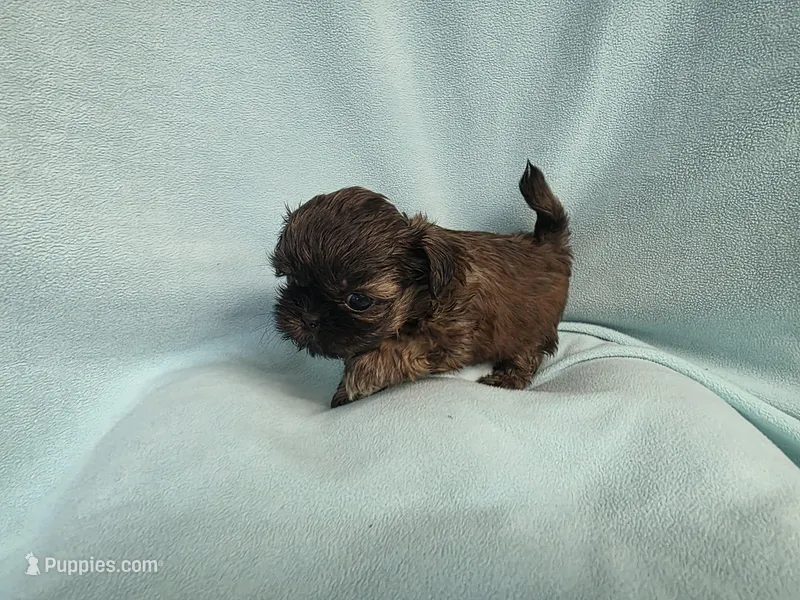 Cani MC#4709 – Shih Tzu puppy for sale in Shelbyville, IN