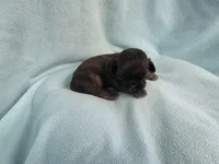 Cani MC#4709, a female Shih Tzu for sale in Shelbyville, IN – Photo 7 of 10