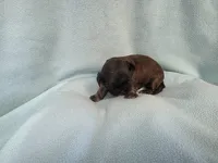 Cani MC#4709, a female Shih Tzu for sale in Shelbyville, IN – Photo 8 of 10