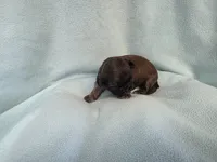 Cani MC#4709, a female Shih Tzu for sale in Shelbyville, IN – Photo 9 of 10