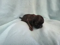 Cani MC#4709, a female Shih Tzu for sale in Shelbyville, IN – Photo 4 of 10