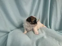 Fanny MC#6015, a female Shichon for sale in Shelbyville, IN – 6 of 7