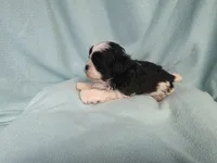 Tish MC#2882, a female Shichon for sale in Shelbyville, IN – 4 of 6