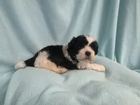 Tish MC#2882, a female Shichon for sale in Shelbyville, IN – 6 of 6