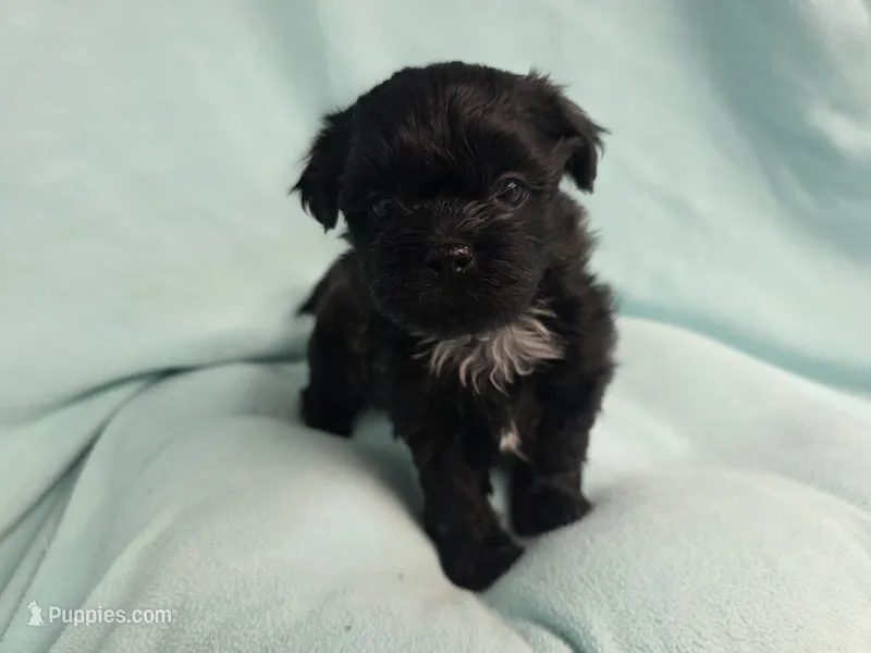 Sunny MC#0707 – Shichon puppy for sale in Shelbyville, IN