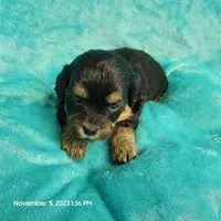 Bing MC#109, a male Shichon for sale in Shelbyville, IN – Photo 1 of 8