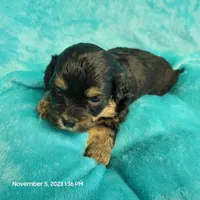 Bing MC#109, a male Shichon for sale in Shelbyville, IN – Photo 6 of 8