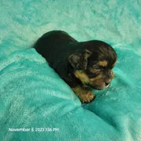 Bing MC#109, a male Shichon for sale in Shelbyville, IN – Photo 4 of 8