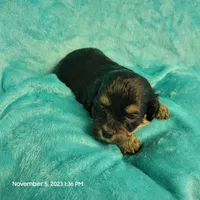 Bing MC#109, a male Shichon for sale in Shelbyville, IN – Photo 3 of 8