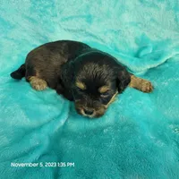 Bing MC#109, a male Shichon for sale in Shelbyville, IN – Photo 5 of 8