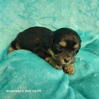 Bing MC#109, a male Shichon for sale in Shelbyville, IN – Photo 7 of 8