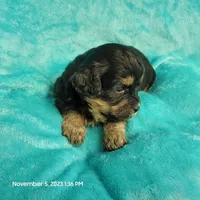 Bing MC#109, a male Shichon for sale in Shelbyville, IN – Photo 2 of 8