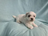 Rip MC#8958, a male Shichon for sale in Shelbyville, IN – Photo 4 of 8