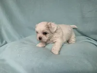 Rip MC#8958, a male Shichon for sale in Shelbyville, IN – Photo 3 of 8