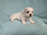 Rip MC#8958, a male Shichon for sale in Shelbyville, IN – Photo 5 of 8
