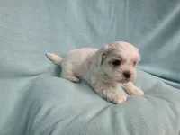 Rip MC#8958, a male Shichon for sale in Shelbyville, IN – Photo 6 of 8