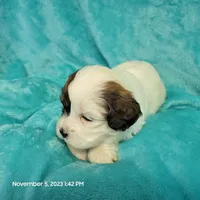 Loopy MC#654, a male Shichon for sale in Shelbyville, IN – Photo 3 of 7