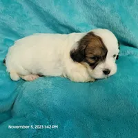 Loopy MC#654, a male Shichon for sale in Shelbyville, IN – Photo 1 of 7