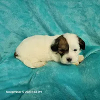 Loopy MC#654, a male Shichon for sale in Shelbyville, IN – Photo 7 of 7