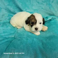 Loopy MC#654, a male Shichon for sale in Shelbyville, IN – Photo 4 of 7